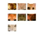 「茶トラ猫ばっかり」の本文サンプル