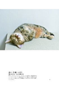 「茶トラ猫ばっかり」の本文サンプル