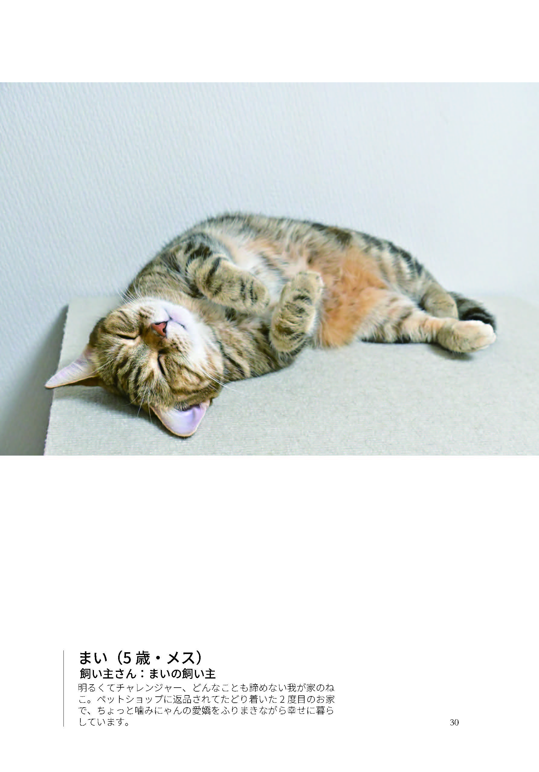 「茶トラ猫ばっかり」の本文サンプル