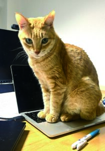 「茶トラ猫ばっかり」の本文サンプル