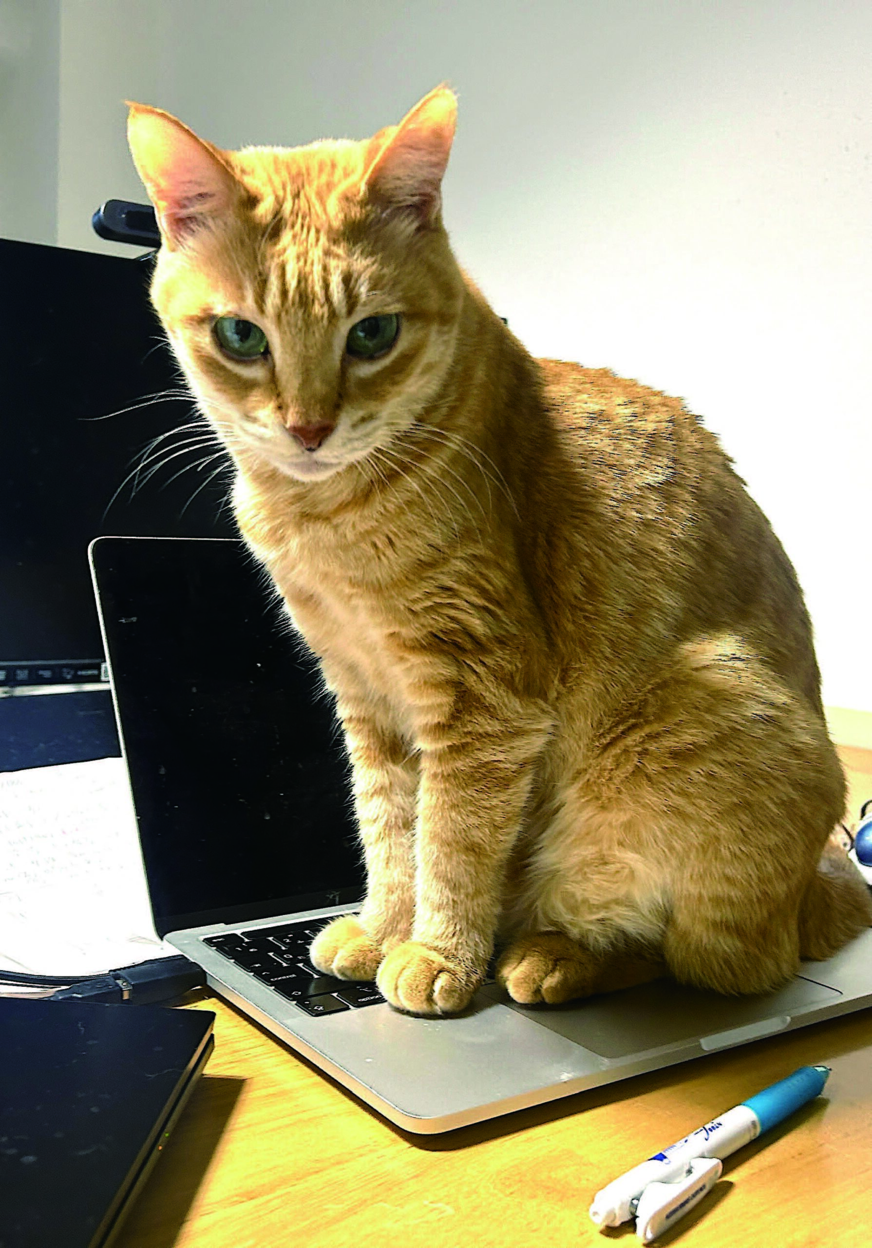 「茶トラ猫ばっかり」の本文サンプル